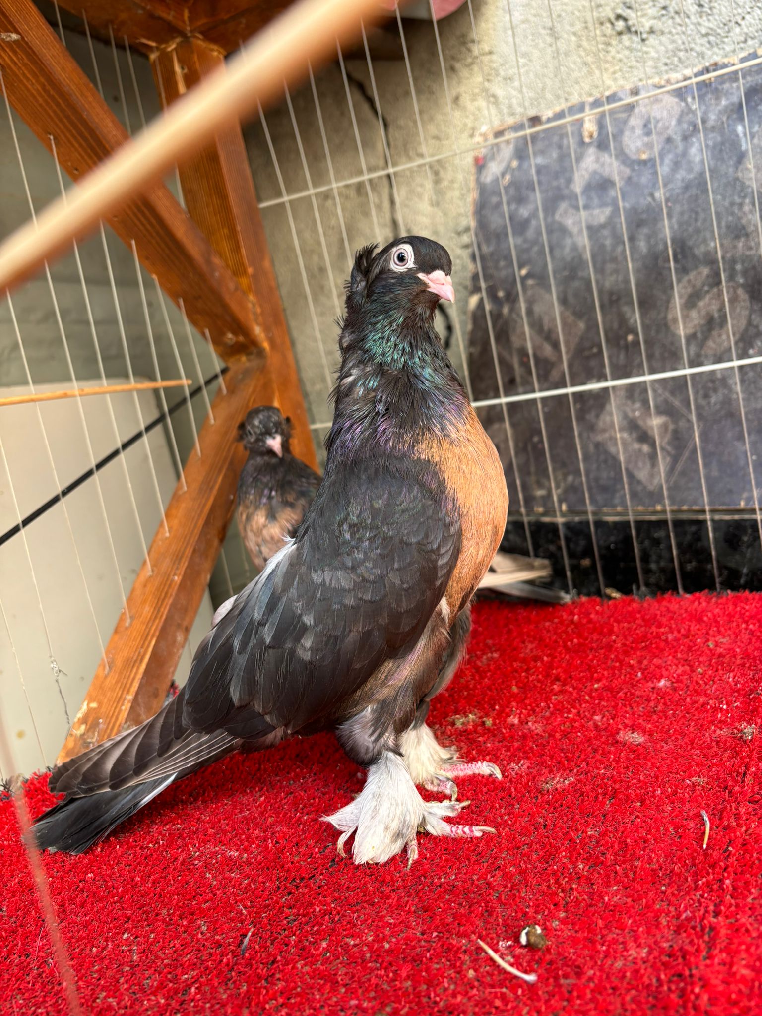 MİRO GÜVERCİN ÖZELLİKLERİ